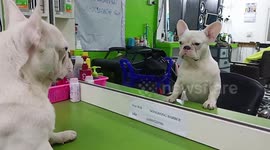 Pet French bully dog barks at own reflection