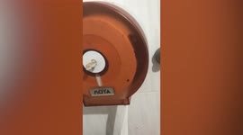 Shocked woman finds tokay gecko hiding inside toilet roll dispenser