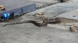 Wild python rescued after getting stuck in manhole cover