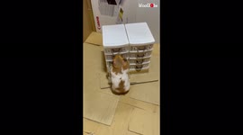 Determined hamster climbs miniature drawers while searching for food