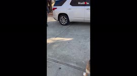 'Technical Sergeant reunites with toddler, pups & pregnant wife following a six-month deployment '