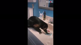 Cute and helpful capuchin monkey caught scrubbing bathroom sink with a sponge