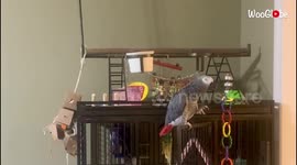 'Shh, zip it up!' Bossy parrot demands complete silence at night