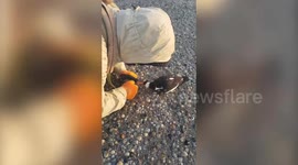 Group of friends save oystercatcher bird after its beak gets stuck in an OYSTER