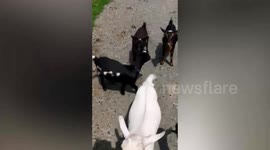 Meet the former opera singer who lives with 30 DWARF GOATS