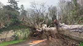 Ireland: Down Tree Blocking Road Near River Liffey In Lucan Co., Dublin