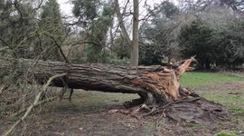 Giant tree brought down onto public footpath in London by Storm Eunice
