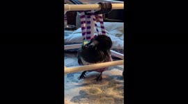 Meet Eileen – the famous disabled DUCK capturing hearts on Instagram