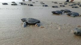 Tiny turtle hatchlings walk majestically into the sea in South India
