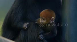 Monkeys are born orange, but the reason why will shock you