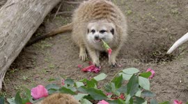 Meerkats have pretty amazing social lives, and here is what they do for fun