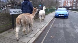 Walking Vauxhall with alpacas Ben and Jerry on their last Sunday at Vauxhall City Farm