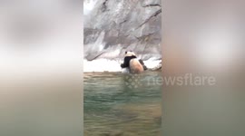 Local spots wild panda swimming across river and climbing hill in northern China