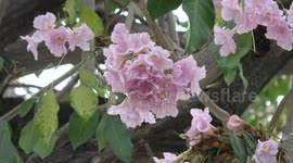 Pink Poui flowers that look like Japanese Sakura cherry blossoms bloom on trees in a Thai park
