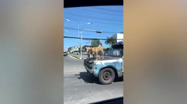Pet dogs stand on bonnet of moving pickup truck in Thailand
