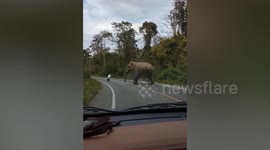 Aggressive wild elephant confronts motorcycle rider on road in Thailand