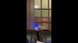 Cute chirping cockatiel shows off wings while 'dancing' on sofa