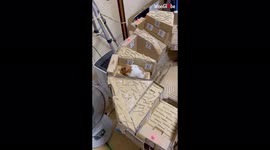 Hungry hamster completes obstacle course as is rewarded with treats