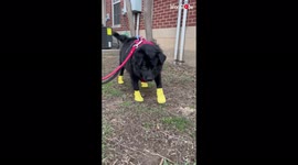 Pet owner films her dog's humorous walk as he struts down street in bright boots