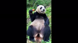Simple pleasures: Giant panda finds happiness is a crunchy carrot