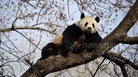 Adorable Panda from Beijing Zoo, China scratches itself and yawns sitting on a tree
