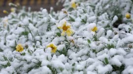 First snow in almost 40 years falls in Chinese county