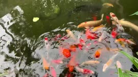 A cup of coffee with fishes really makes my day. Hope everyone will always be happy.