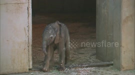 An Exciting Moment When a New African Elephant Is Born at the San Diego Zoo