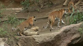Multiple Personalities Are The Norm For These Beautiful Tiger Cubs