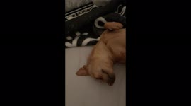 Jackchi steals owners bed in the middle of the night and refuses to wake up or move
