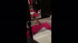 This 9-week-old puppy doesn't know how to react after spotting his reflection