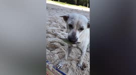 Friendly stray dog exchanges dry leaf for sausage from tourist