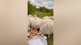 Flock of hungry sheep invade friends' picnic in Denmark