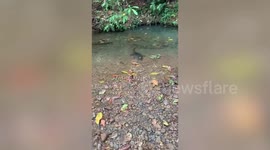 Wild alligator lunges at group of tourists in Costa Rica