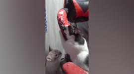 Naughty pet cats destroy owner's newly-bought gaming chair