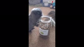 'Cute bunny treats himself with tasty dandelion root '