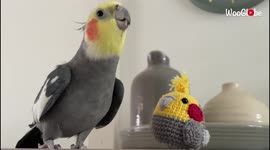 Melodious cockatiel singing for crocheted twin buddy is pure cuteness