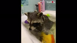 'Raccoon chases after a toy egg while swimming in bathtub *UNLUCKY*'