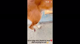 'Kindhearted man uses pet spray to treat an injured street dog 
'