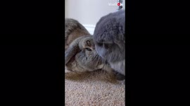 ''Lovebuns all day!' Cute house bunnies can't stop rubbing their chins on each other '