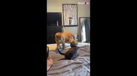'Tabby cat messes with 'baby sister' on her first day at home
'