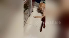 Golden retriever helps owner catch mice scurrying around their home