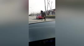 Horse tied to back of Mercedes-Benz gallops along busy road in China