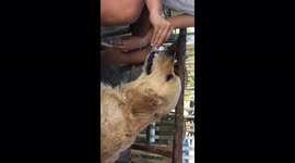 Dog sucking pacifier