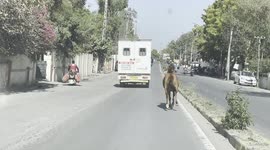 Horse gallops behind ambulance carrying sick sibling for 8 km in western India