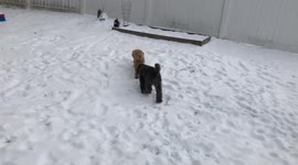 Two cute miniature poodles, Sammy and Charlie, walk in the snow in New England Backyard. Sammy is mischievous because he is just a puppy!
