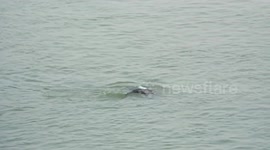 Finless Porpoises Play in the Yangtze River, China