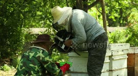 Primitive Agricultural Beekeeping In Hebei, China