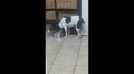 Doggo friend always prays before eating. So adorable and cute.