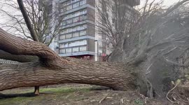 Tree uprooted from the ground in Wandsworth, London By Storm Franklin